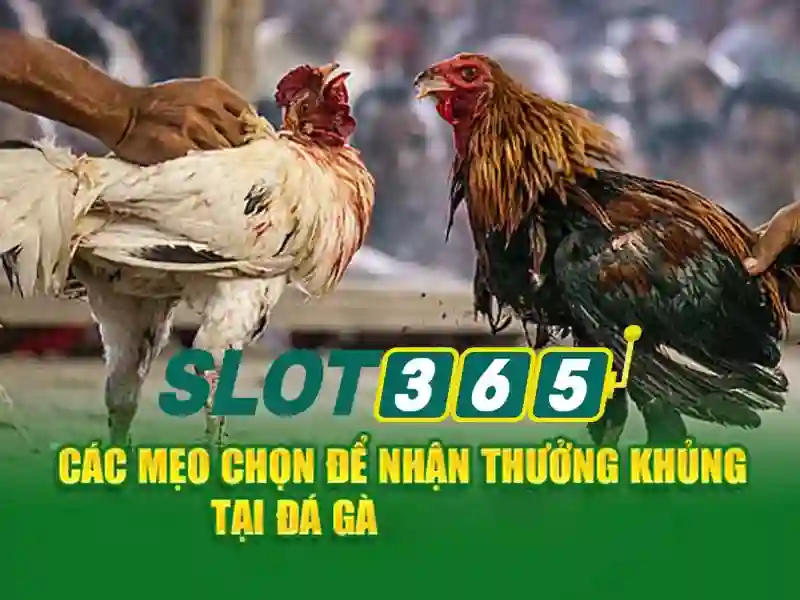 Slot365: Tổng quan và Đánh giá