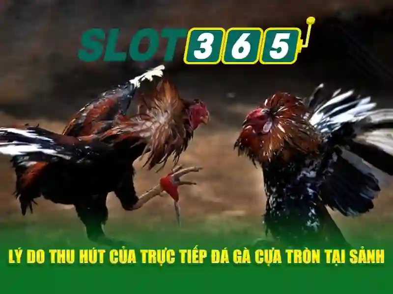 Ưu thế và sức cạnh tranh