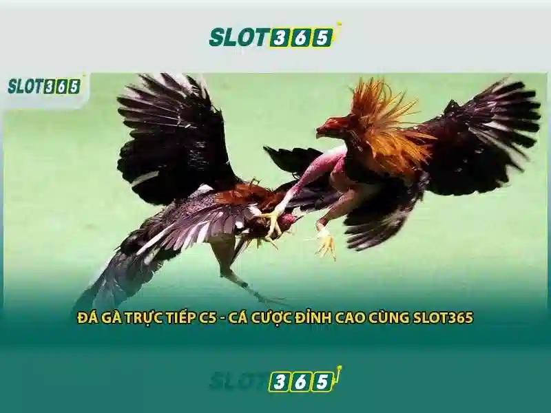 slot365 slot – Trải nghiệm người dùng và phản hồi của cộng đồng
