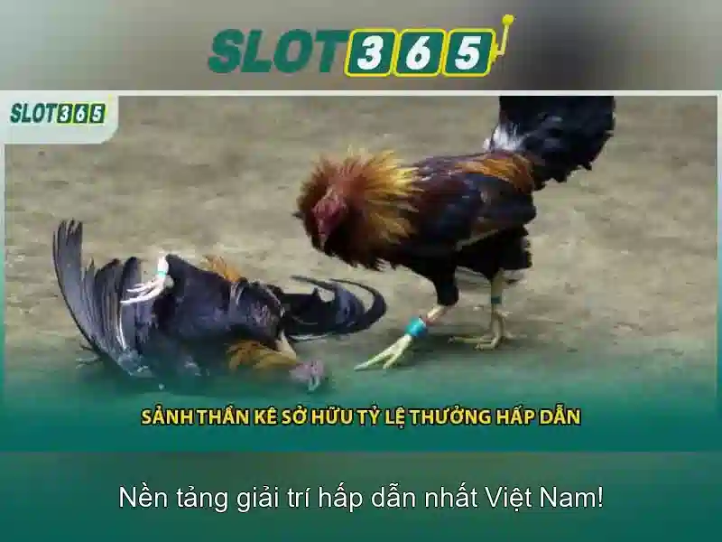 Giao diện người dùng và trải nghiệm
