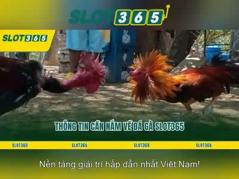 Slot365: Trải nghiệm máy đánh bạc trực tuyến đáng tin cậy
